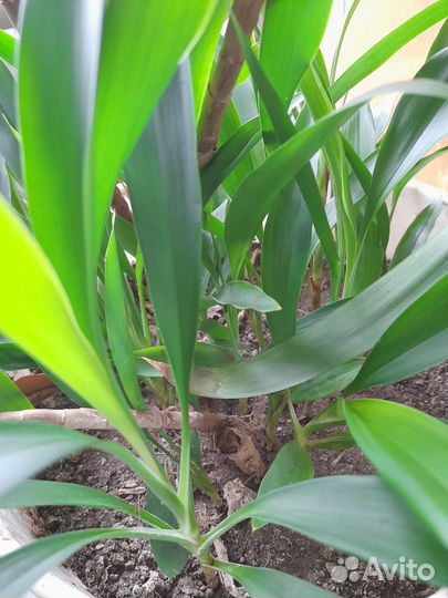 Комнатные цветы пальма