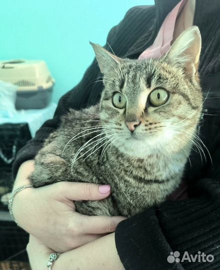 Кошка Матрешка