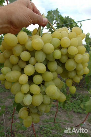 Саженцы винограда Ландыш