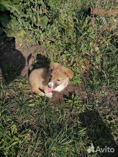 Щенки