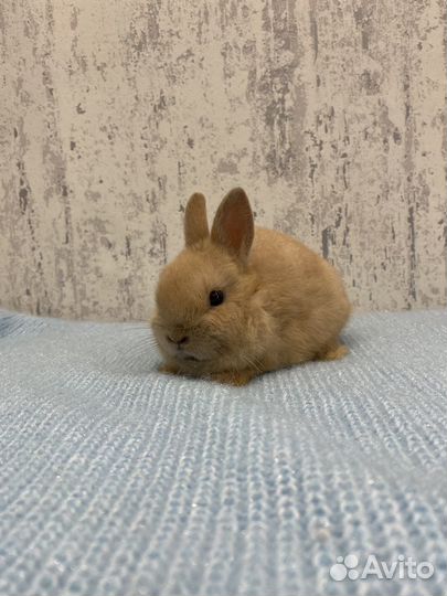 Карликовый кролик минор