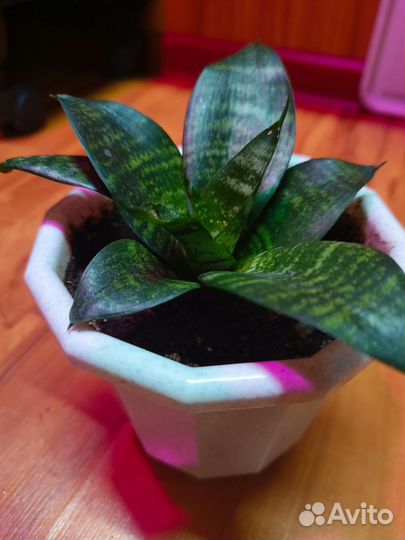 Сансевиерия цветочные кашпо горшки