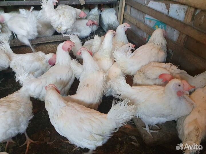 Куры молодки несушки доминант