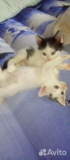 Кошка в дар