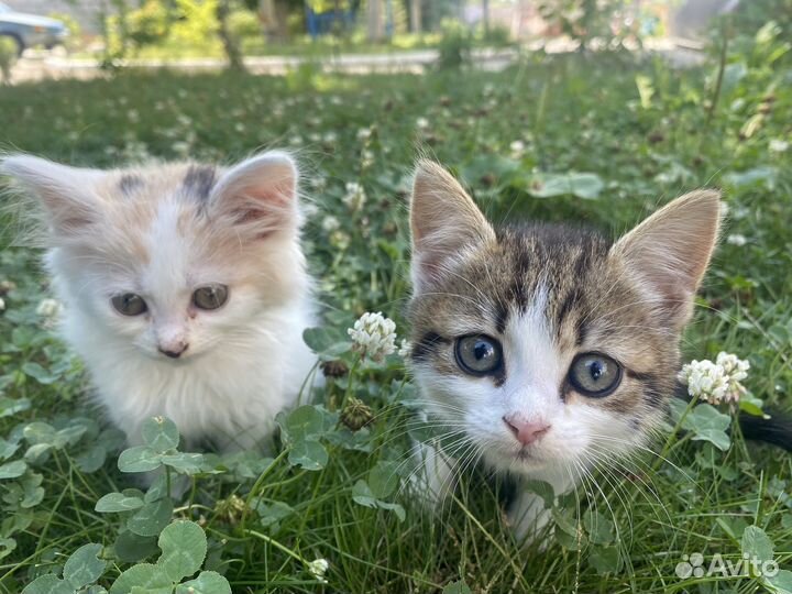 Котята в добрые руки даром