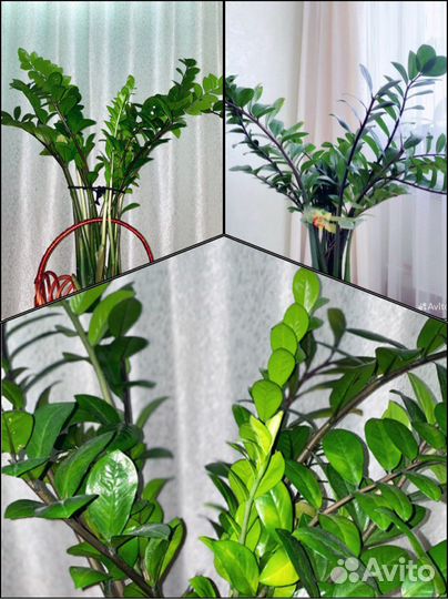 Долларовое дерево (замиокулькас)