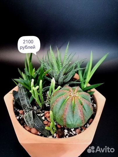 Суккуленты. Кактусы