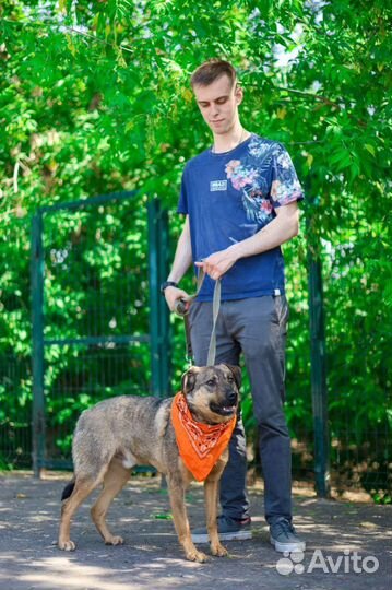 Верный Лукас мечтает о доме