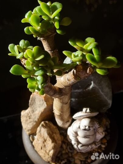 Бонсай Хотей в скалах. Денежное дерево, нэцке