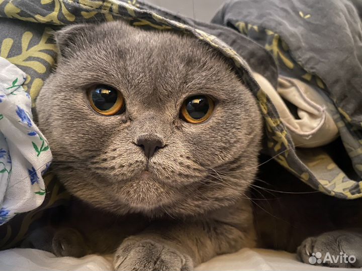 Британский вислоухий кот продам