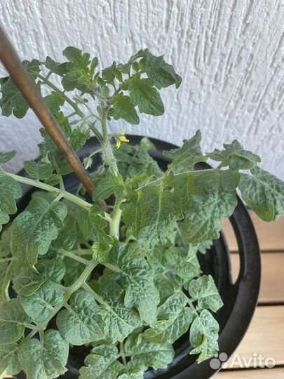 Рассада помидор черри