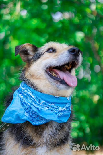 Терьер небольшой в добрые руки из приюта