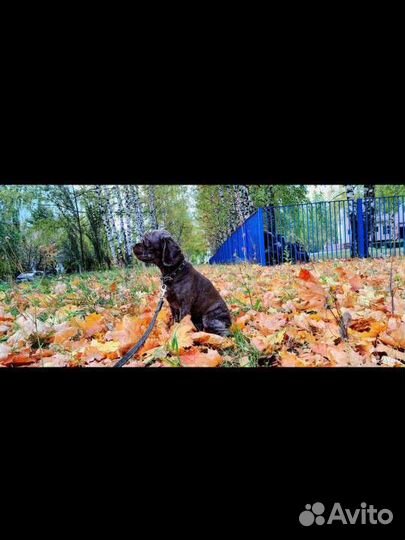 Кокер спаниель