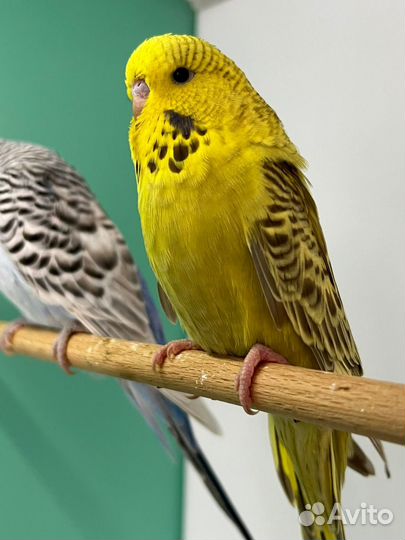 Выставочные волнистые попугаи, хагоромо