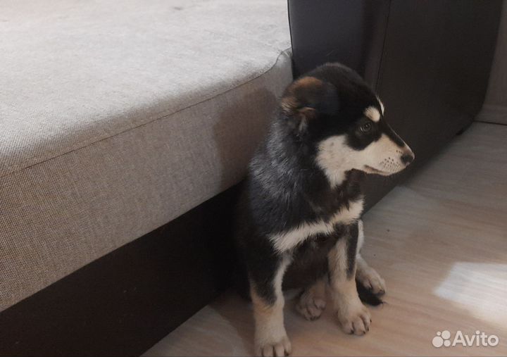 Щенок Сибирский хаски