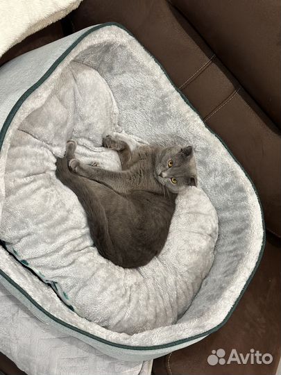 Кот Британец