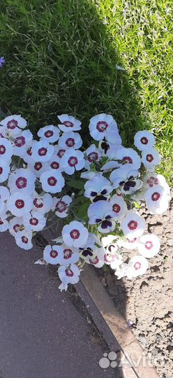 Цветы для сада