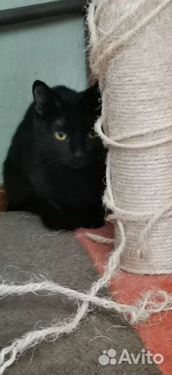 Кошка в дар бесплатно