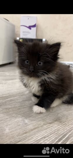Сиамский кот