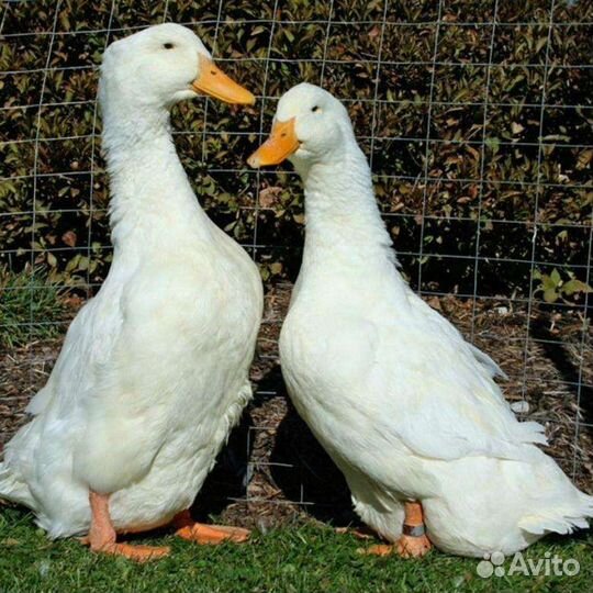 Инкубационное яйцо пекинской утки