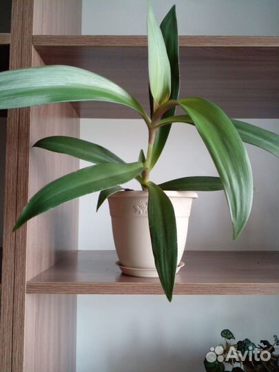 Традесканция рео две штуки 150 с горшком без 70