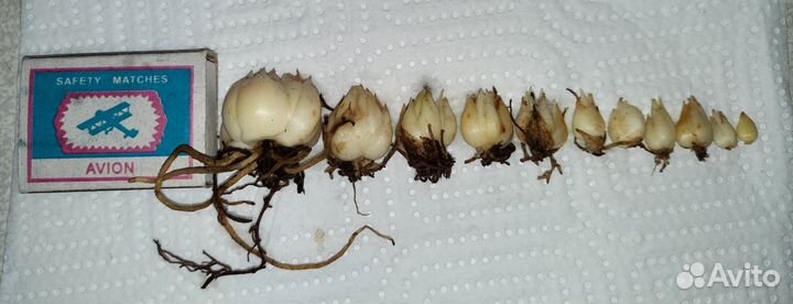 Азиатские и гибридные лилии