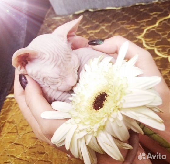 Донской сфинкс котята