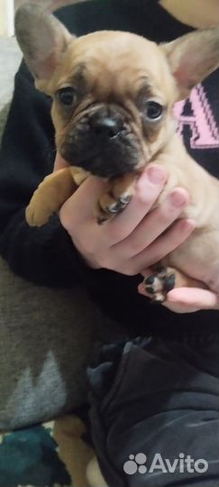 Французские бульдожки