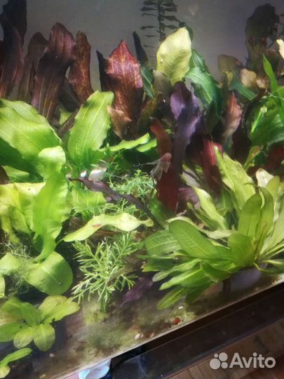 Рыбки и растения