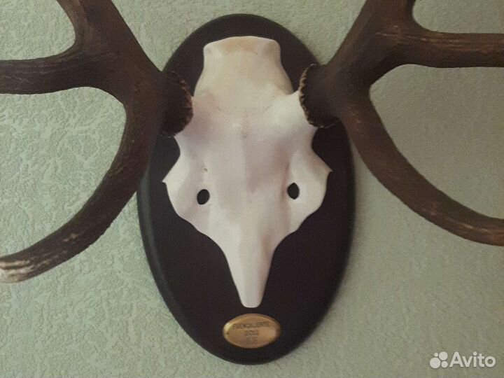 Рога оленя с черепом