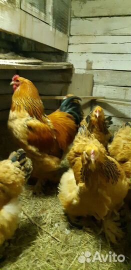 Инкубационное яйцо Брамы, Кохинхинов,мини леггорн