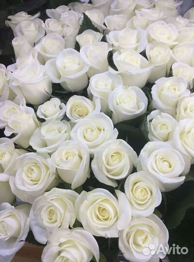 Высокие Высокие розы Гигантские розы Букеты Достав