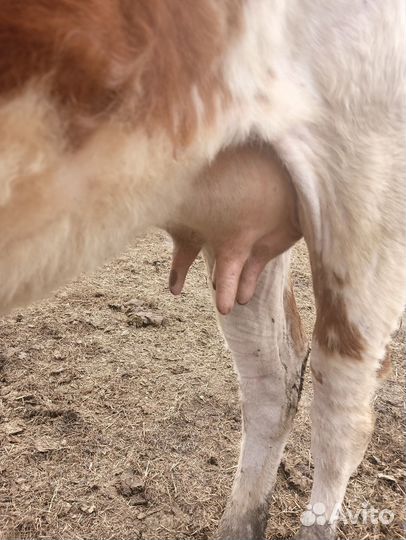 Корова стельная дойная