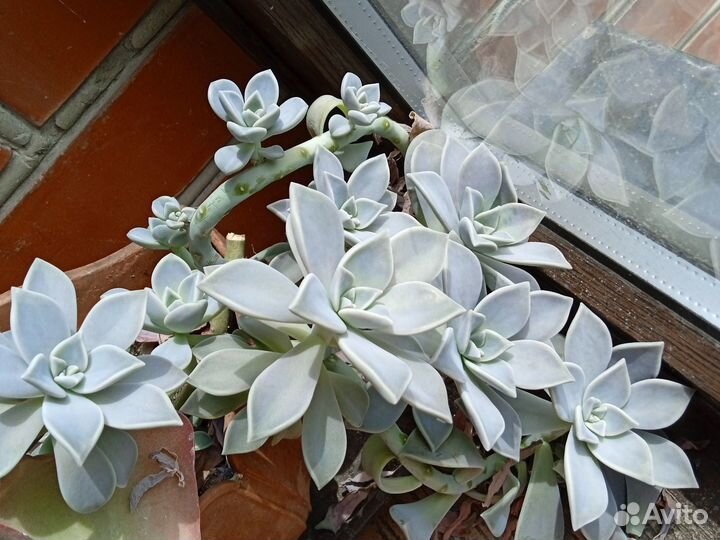 Суккуленты разных видов