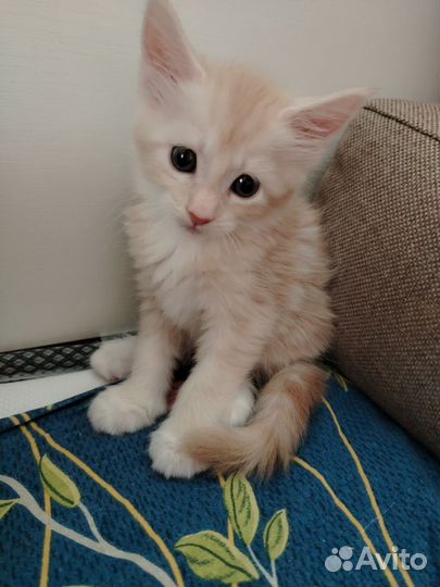 Котята мейн-кун