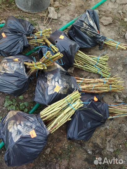 Ремонтантная малина рассада