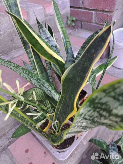 Сансевиерия, гинура, дуранта