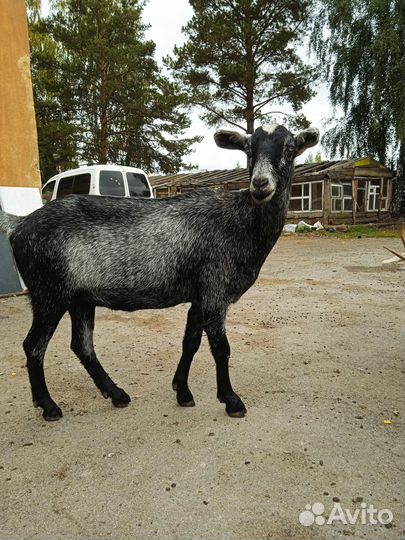 Козы первокотки