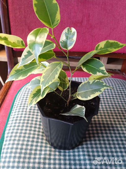 Фикус Бенджамин