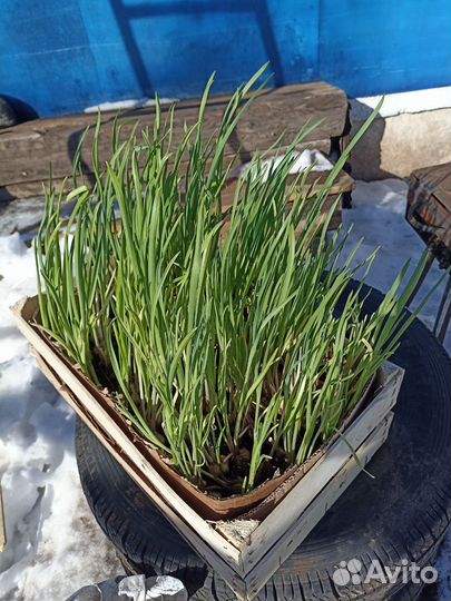 Чеснок озимый