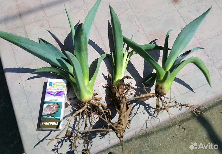 Агава американская голубая