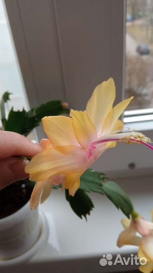 Семена сортовых шлюмбергер