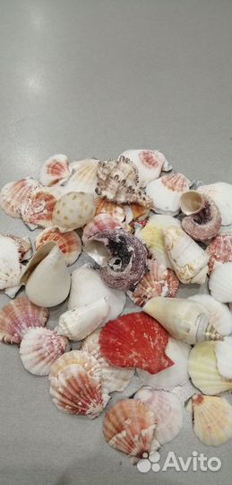 Морские ракушки, марблс