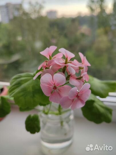 Пеларгония герань