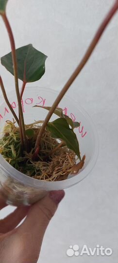 Антуриум Шелл Коралл