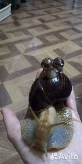 Улитки ахатины