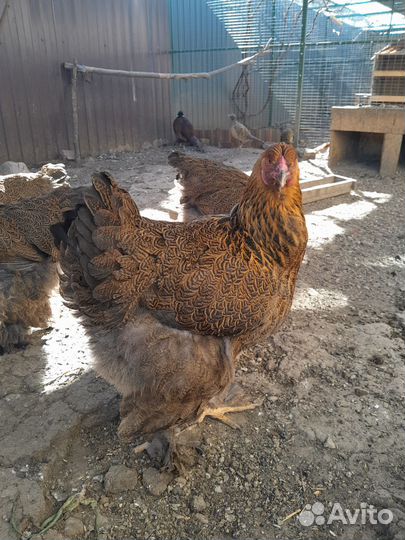 Яйцо инкубационное брама