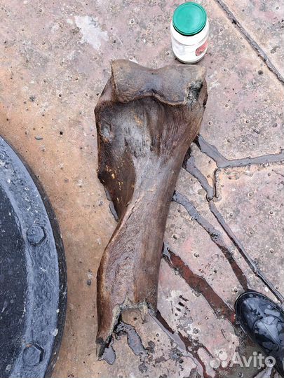 Кость мамонта