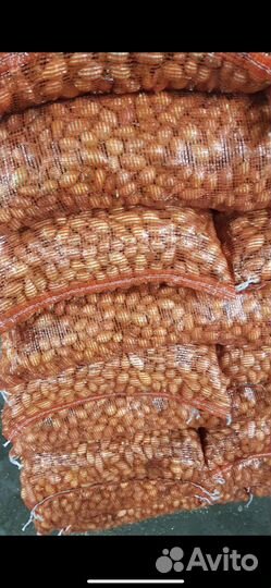 Продам лук севок сорт Стурон Южный сорт