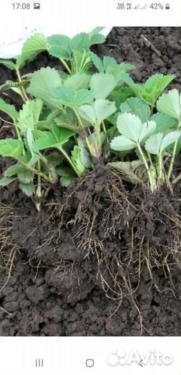 Рассада ремонтантной клубники